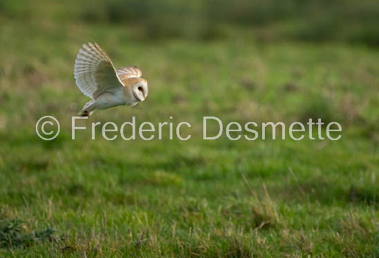 Barn owl (Tyto Alba) -340-2