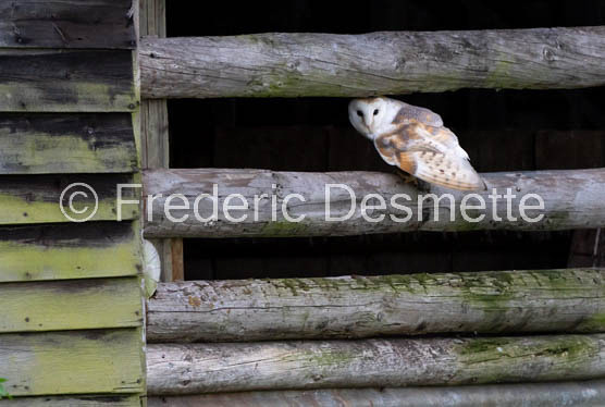 Barn owl (Tyto Alba) -362-2