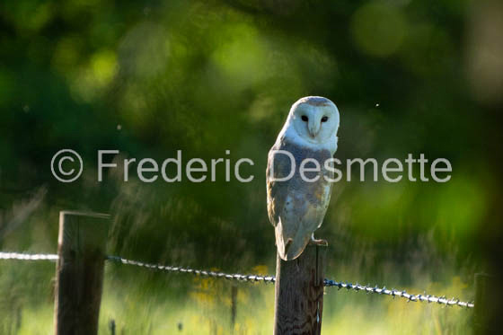 Barn owl (Tyto Alba) -370-2