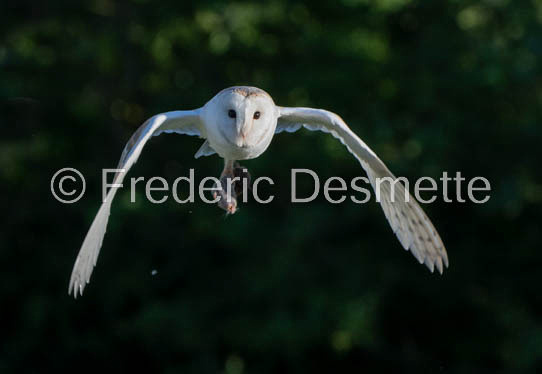Barn owl (Tyto Alba) -373-2