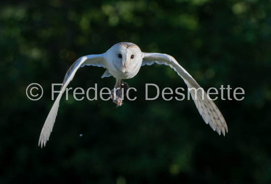 Barn owl (Tyto Alba) -374-2