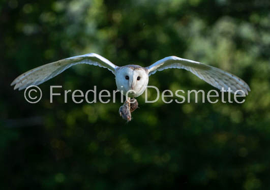 Barn owl (Tyto Alba) -375-2