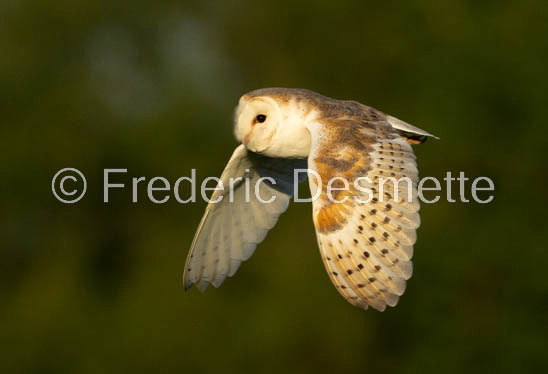 Barn owl (Tyto Alba) -378-2