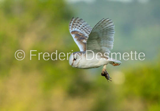 Barn owl (Tyto Alba) -379-2