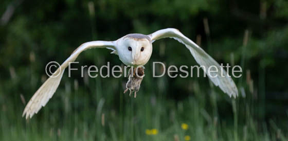 Barn owl (Tyto Alba) -381-2