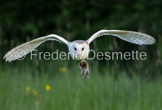 Barn owl (Tyto Alba) -382-2
