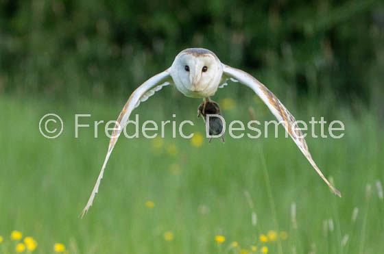 Barn owl (Tyto Alba) -383-2