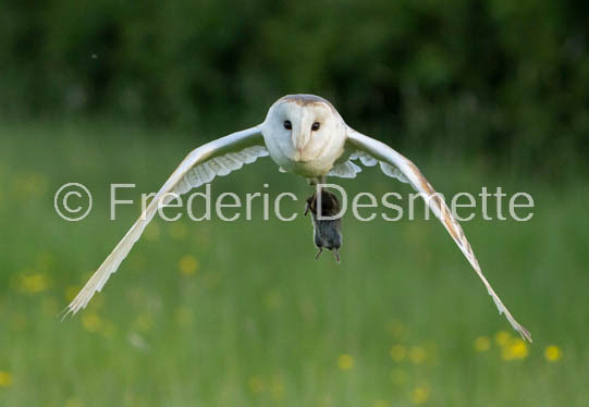 Barn owl (Tyto Alba) -384-2