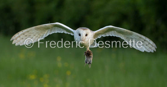 Barn owl (Tyto Alba) -385-2