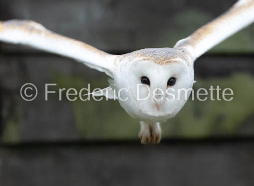 Barn owl (Tyto Alba) -391-2