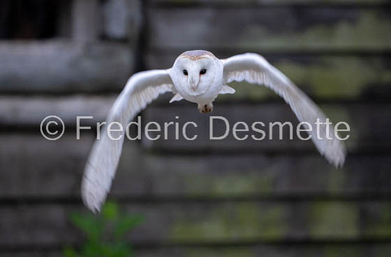 Barn owl (Tyto Alba) -392-2