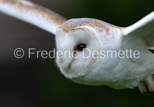 Barn owl (Tyto Alba) -393-2