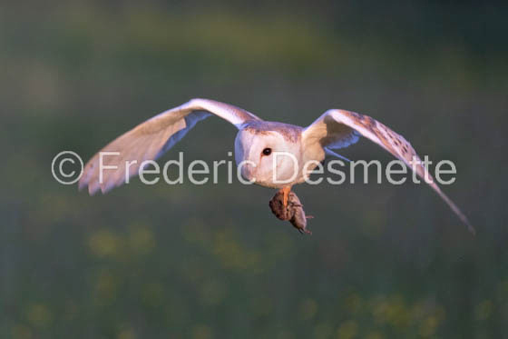 Barn owl (Tyto Alba) -394-2