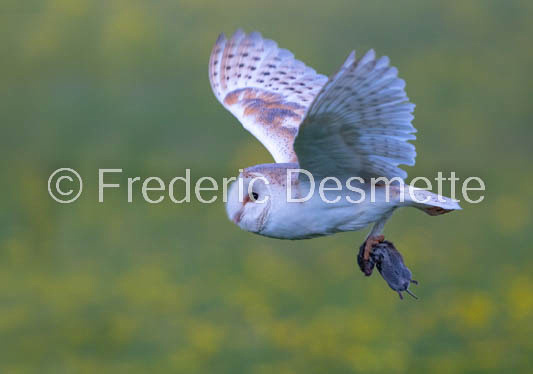 Barn owl (Tyto Alba) -396-2