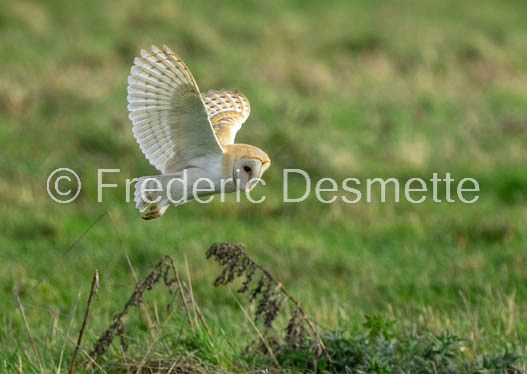 Barn owl (Tyto Alba) -361-2