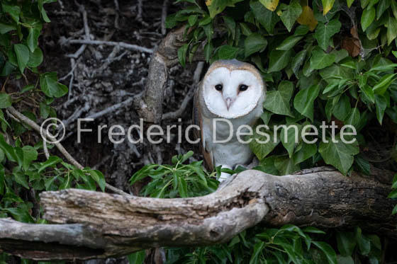 Barn owl (Tyto Alba) -492