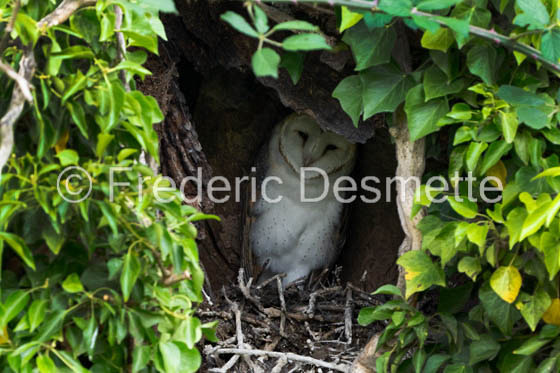 Barn owl (Tyto Alba) -493