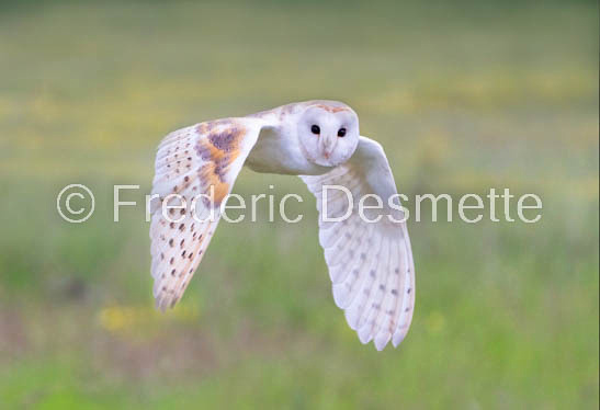 Barn owl (Tyto Alba)  -409