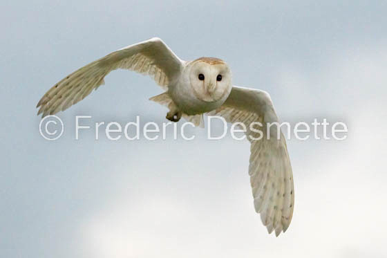 Barn owl (Tyto Alba)  -412
