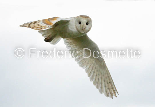 Barn owl (Tyto Alba)  -413