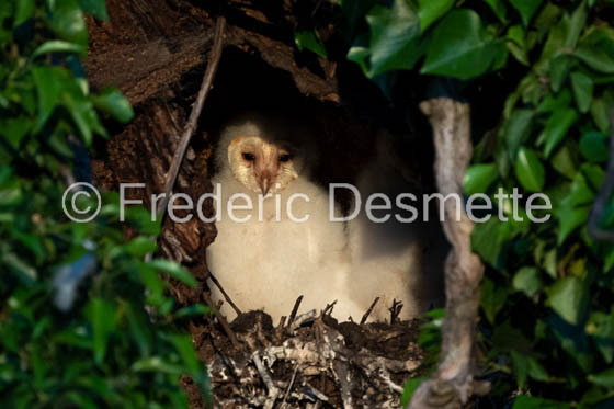 Barn owl (Tyto Alba)  -415