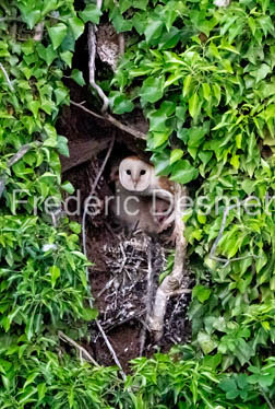 Barn owl (Tyto Alba)  -419