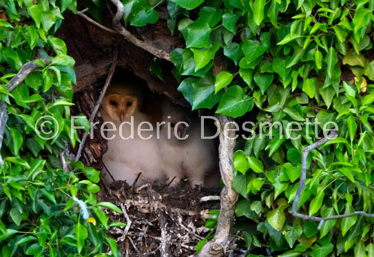 Barn owl (Tyto Alba)  -422