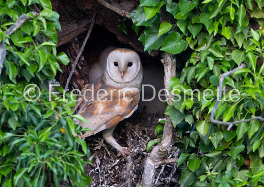 Barn owl (Tyto Alba)  -428