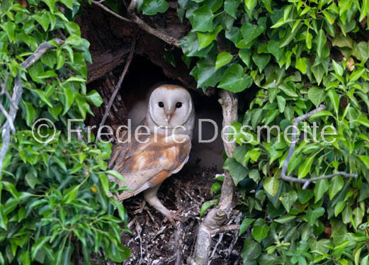 Barn owl (Tyto Alba)  -429