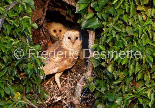 Barn owl (Tyto Alba)  -432