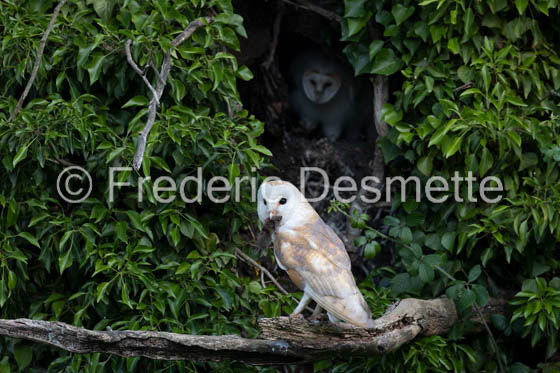Barn owl (Tyto Alba)  -437