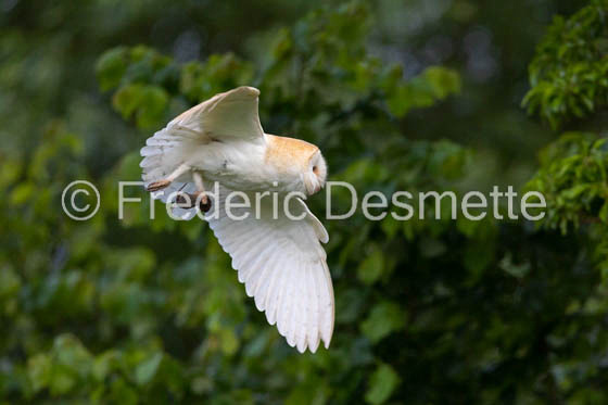 Barn owl (Tyto Alba)  -438