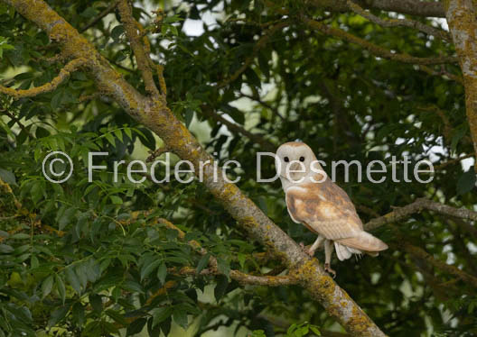 Barn owl (Tyto Alba)  -440