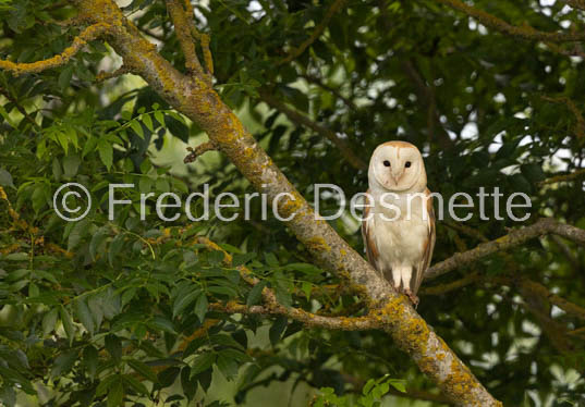 Barn owl (Tyto Alba)  -441