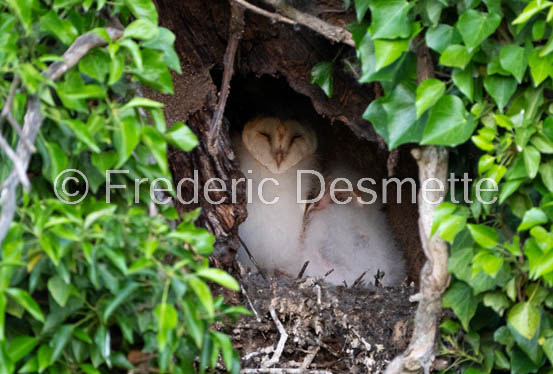 Barn owl (Tyto Alba)  -442