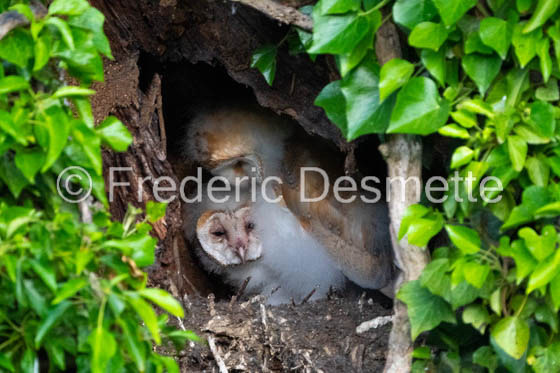Barn owl (Tyto Alba)  -443