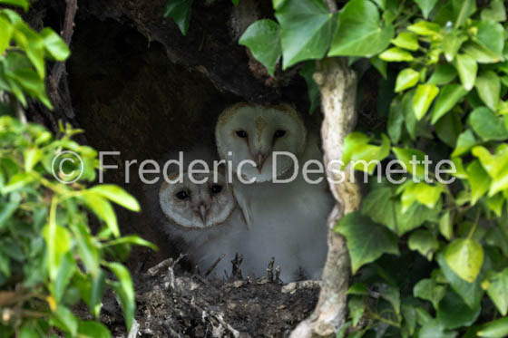 Barn owl (Tyto Alba)  -445