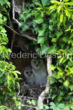 Barn owl (Tyto Alba)  -446