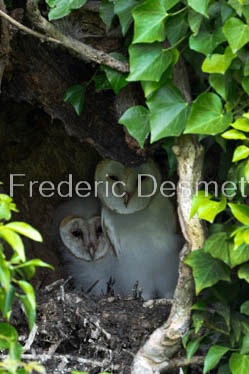 Barn owl (Tyto Alba)  -447