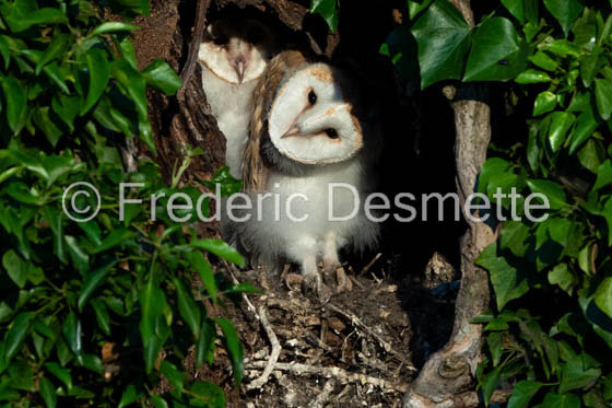 Barn owl (Tyto Alba)  -452