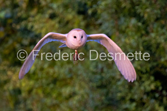 Barn owl (Tyto Alba)  -457