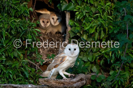 Barn owl (Tyto Alba)  -458