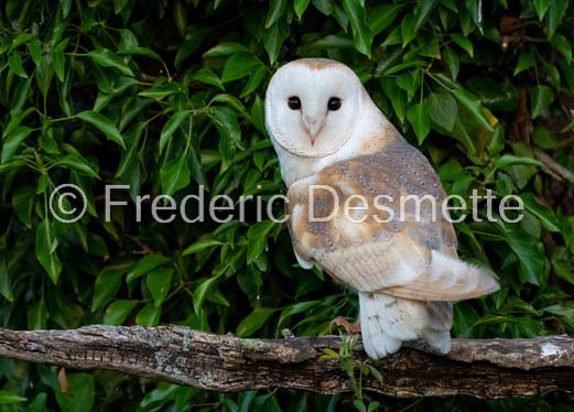 Barn owl (Tyto Alba)  -459