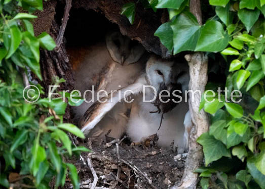 Barn owl (Tyto Alba)  -460