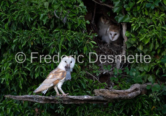 Barn owl (Tyto Alba)  -466
