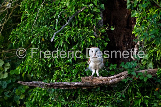 Barn owl (Tyto Alba)  -471