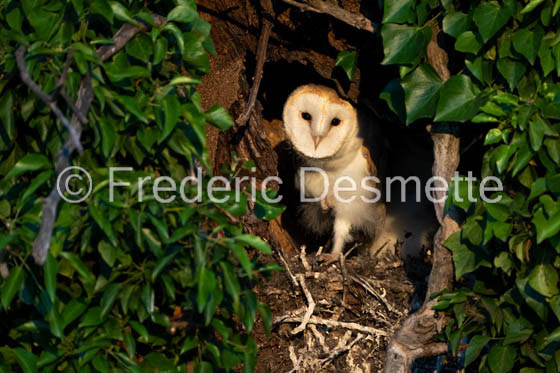 Barn owl (Tyto Alba)  -474