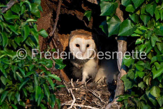 Barn owl (Tyto Alba)  -475