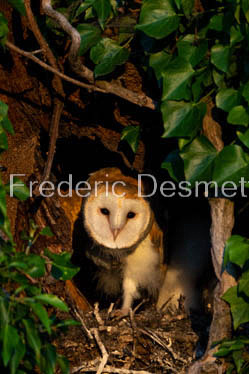 Barn owl (Tyto Alba)  -476