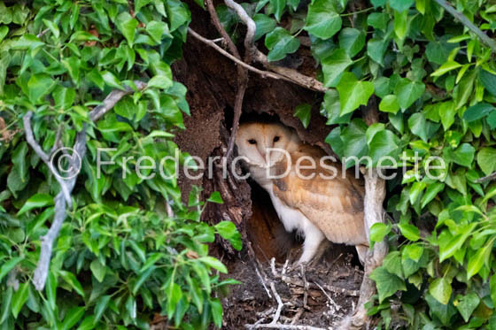Barn owl (Tyto Alba)  -478